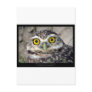 Athene cunicularia - Burrowing Owl 01 Post Card