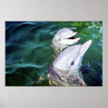 Atlantic bottlenose dolphin print