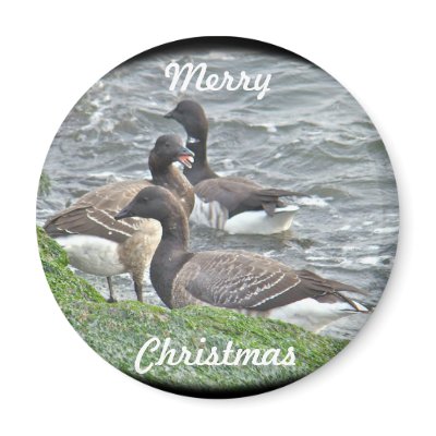 Atlantic Brant Geese Season's Greetings Series Fridge Magnets by CarolsCamera