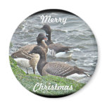 Atlantic Brant Geese Season's Greetings Series magnets