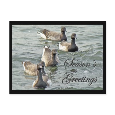 Atlantic Brant Geese Season's Greetings Series Postcards by CarolsCamera