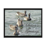 Atlantic Brant Geese Season's Greetings Series postcards