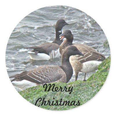 Atlantic Brant Geese Season's Greetings Series Round Stickers by CarolsCamera