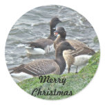 Atlantic Brant Geese Season's Greetings Series stickers