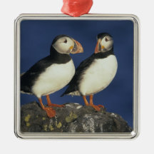 Atlantic Puffin, Fratercula arctica), in Christmas Tree Ornament