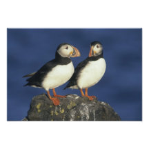 Atlantic Puffin, Fratercula arctica), in Photographic Print