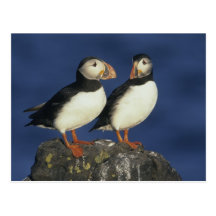 Atlantic Puffin, Fratercula arctica), in Postcards