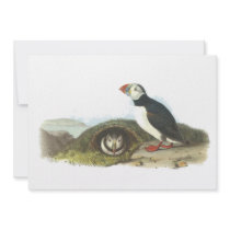 Atlantic Puffin, John Audubon