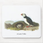Atlantic Puffin, John Audubon