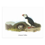 Atlantic Puffin, John Audubon Post Card