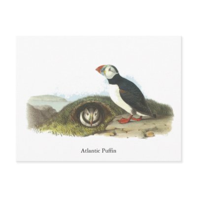 Atlantic Puffin, John Audubon by VintageCornerStore