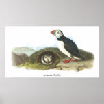 Atlantic Puffin, John Audubon