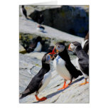 Atlantic Puffins bickering over food Card