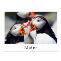 Atlantic Puffins Maine Coast Post Cards