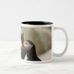 Atlantic Puffins on Machias Seal Island off the Two-Tone Mug