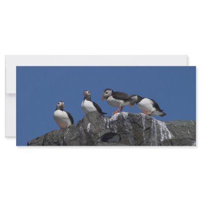 Atlantic Puffins Rack Card Design by MJVivian