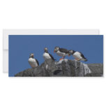 Atlantic Puffins rack cards