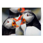 Atlantic Puffins with Beaks Open Greeting Card