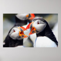 Atlantic Puffins with Beaks Open Posters