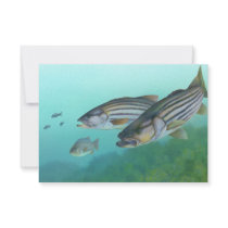 Atlantic Striped Bass Fish Morone Saxatilis Invitations