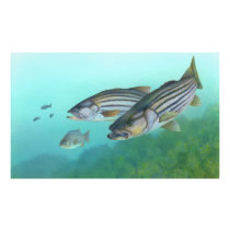 Atlantic Striped Bass Fish Morone Saxatilis Photo