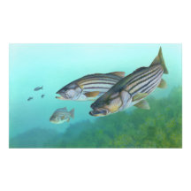 Atlantic Striped Bass Fish Morone Saxatilis Photo