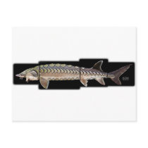 Atlantic Sturgeon - Acipenser oxyrinchus Post Cards