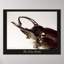 Atlas Beetle
