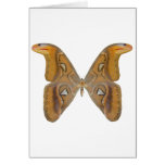 Atlas Butterfly Greeting Cards