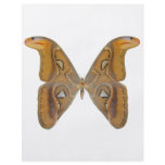 Atlas Butterfly Full Color Flyer