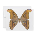 Atlas Butterfly Personalized Announcements