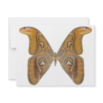 Atlas Butterfly Personalized Announcements
