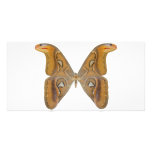 Atlas Butterfly Photo Cards