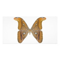 Atlas Butterfly Photo Cards