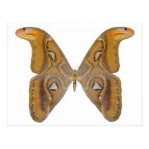 Atlas Butterfly Postcard