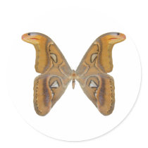 Atlas Butterfly Stickers