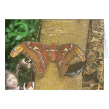Atlas Moth Greeting Card