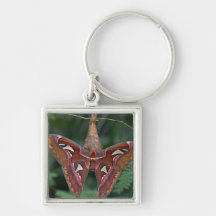 Atlas moth key chains