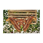 Atlas Moth Print on Canvas Stretched Canvas Print