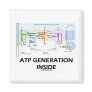 ATP Generation Inside (Electron Transport Chain)