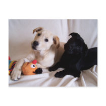 Attentive Pups Postcard