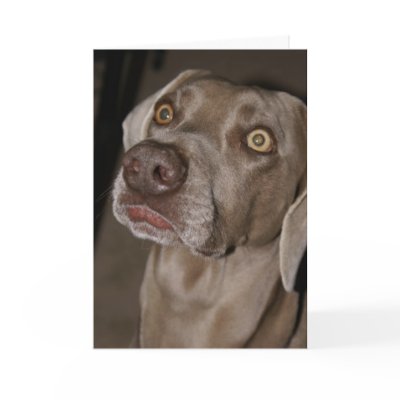 Attentive Weimaraner Cards by Exit178