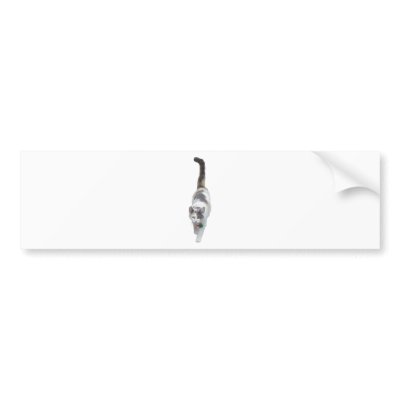Attitude, Cat Bumper Sticker by SheMystery