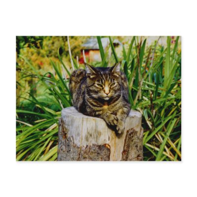 ATTITUDE CAT POSTCARD by northwest_photograph