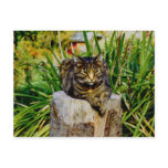 ATTITUDE CAT postcards