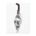 Attitude, Cat Postcards
