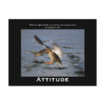 Attitude Mallard Duck Motivational Postcards