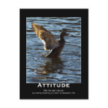 Attitude Mallard Duck Motivational Postcards