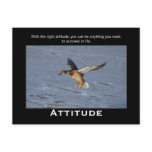 Attitude Mallard Duck Motivational Postcards