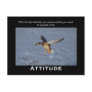 Attitude Mallard Duck Motivational Postcards